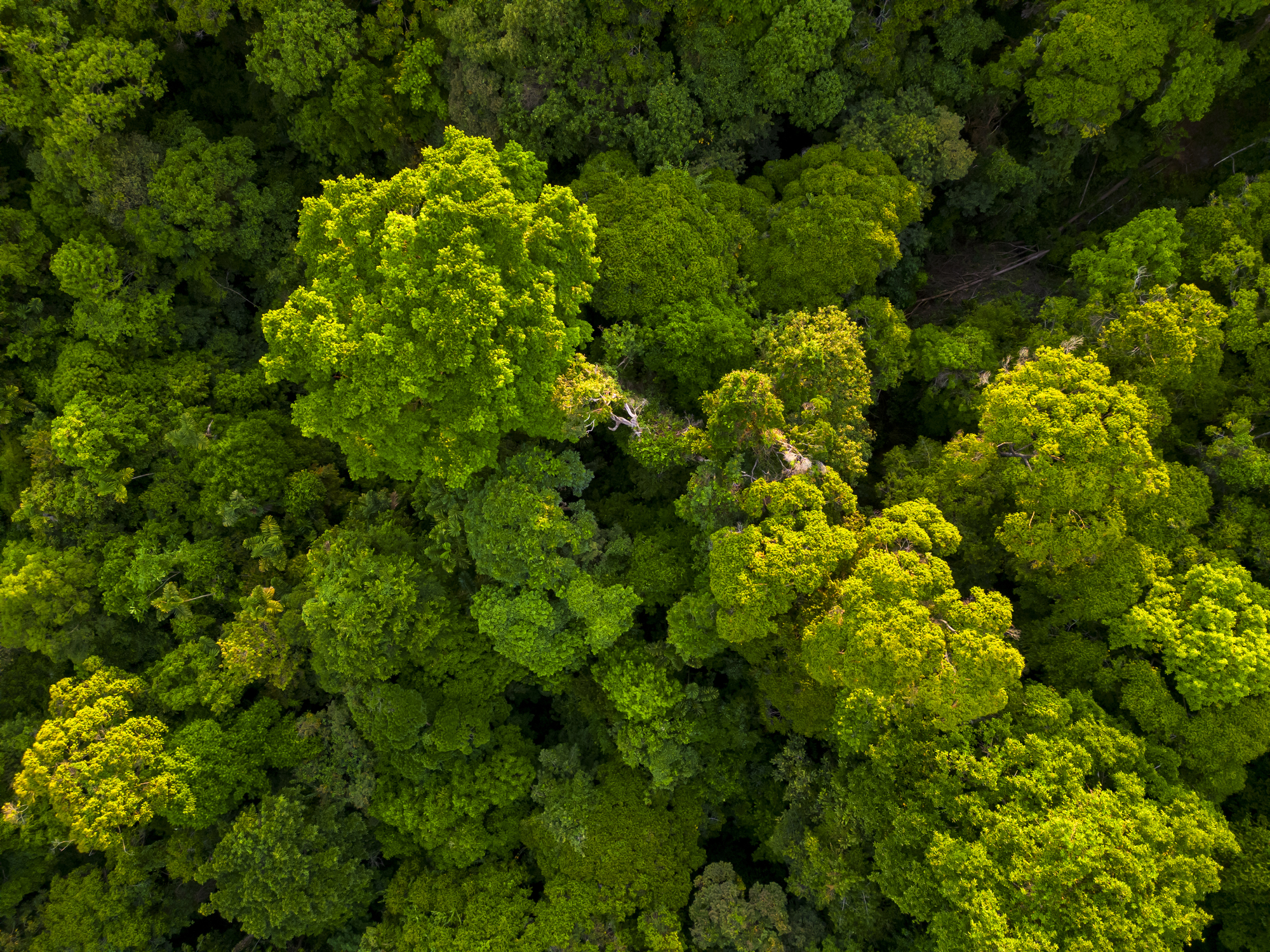 Aerial view over a forest in Costa Rica